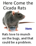 Cicadas are delicious, if you’re a rat, or even a human (WHAT??) , but then they go away. When that happens, rats will inevitably go looking for new food sources, like your garbage.